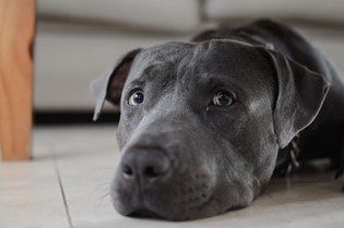 Why a Dog Wouldn’t Be Able to Poop